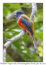 Malabar Trogon male