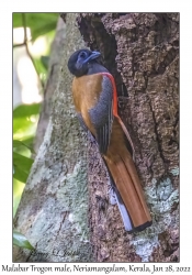 Malabar Trogon