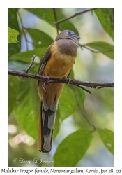 Malabar Trogon