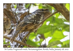 Sri Lanka Frogmouth male