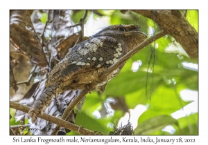 Sri Lanka Frogmouth