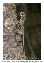 Elliot's Forest Lizard