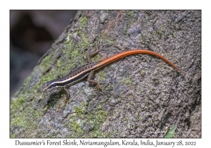 Dussumier's Forest Skink