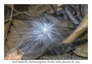 Seed Umbrella