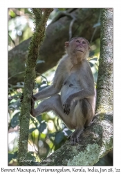 Bonnet Macaque