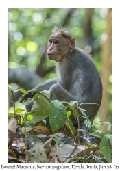 Bonnet Macaque