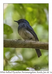 White-bellied Flycatcher