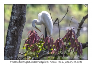 Intermediate Egret