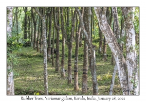 Rubber Trees