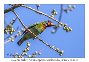 Malabar Barbet