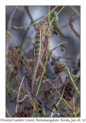 Oriental Garden Lizard