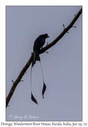 Greater Racket-tailed Drongo