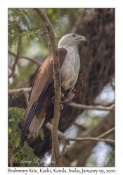 Brahminy Kite