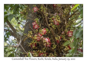 Cannonball Tree