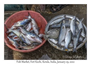 Fish Market