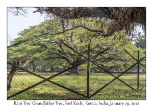 Rain Tree 'Grandfather Tree'