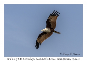 Brahminy Kite