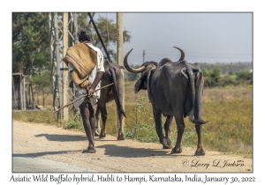 Asiatic Wild Buffalo hybrid