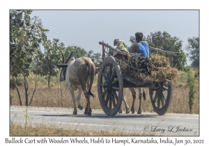 Bullock Cart