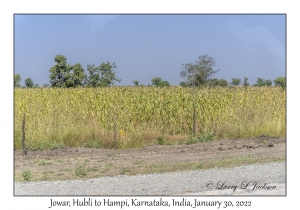 Jowar