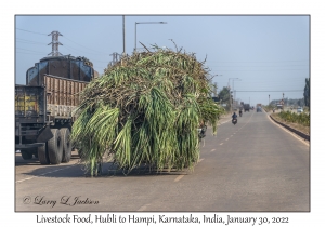 Livestock Food