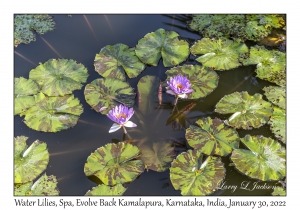 Water Lilies