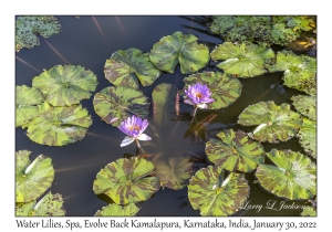 Water Lilies