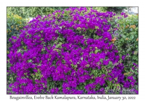 Bougainvillea