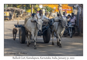 Bullock Cart