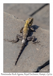 Peninsular Rock Agama