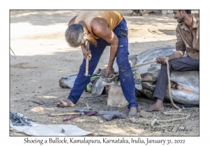 Shoeing a Bullock