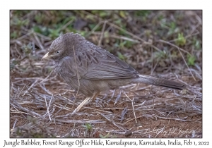 Jungle Babbler