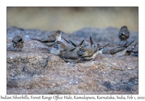 Indian Silverbills