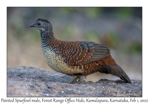 Painted Spurfowl