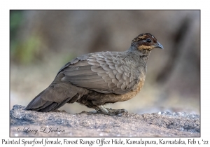 Painted Spurfowl