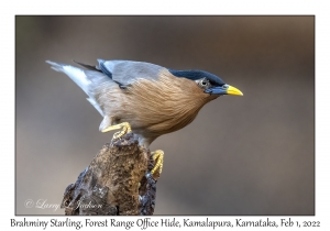 Brahminy Starling