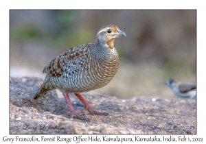 Grey Francolin