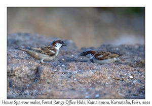 House Sparrow