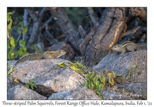 Three-striped Palm Squirrels