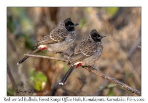 Red-vented Bulbuls