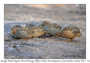 Jungle Bush Quail