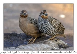 Jungle Bush Quail