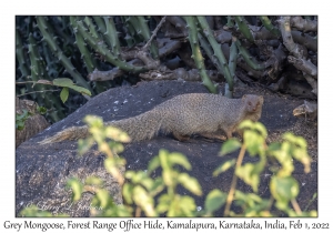 Grey Mongoose