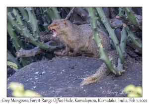 Grey Mongoose