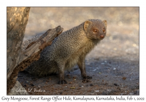 Grey Mongoose