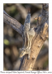 Three-striped Palm Squirrel