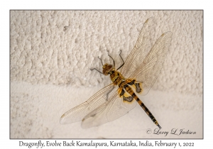 Dragonfly