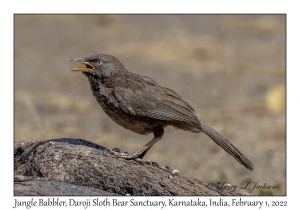 Jungle Babbler