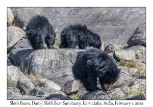 Sloth Bears