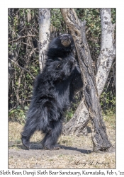 Sloth Bear